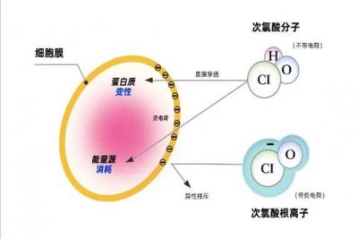 次氯酸消毒液