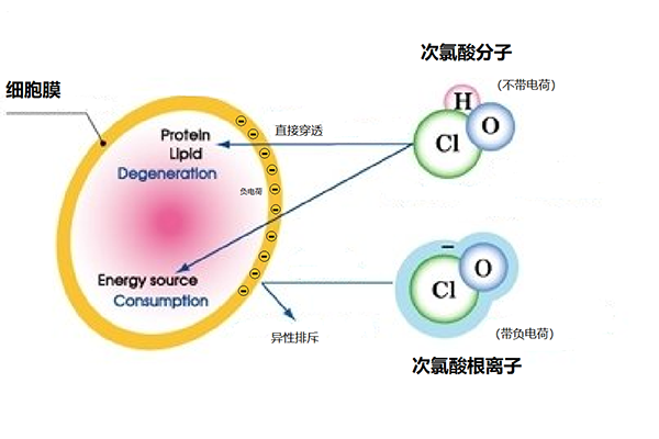 次氯酸消毒液