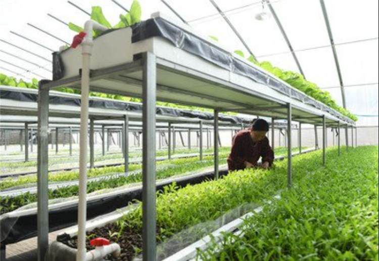 次氯酸水可有效用在農(nóng)業(yè)種植生產(chǎn)中